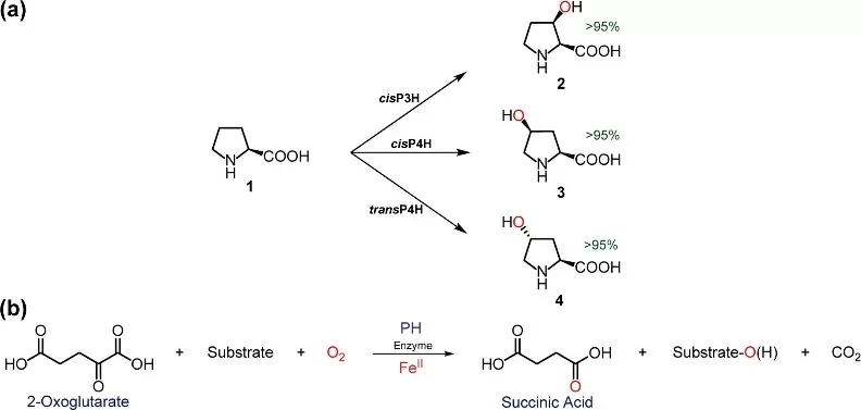 proline hydroxylase (PH) reactions